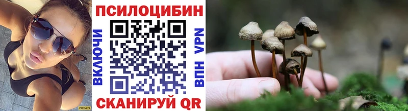 Купить  Салаир  Галлюциногенные грибы Cubensis 